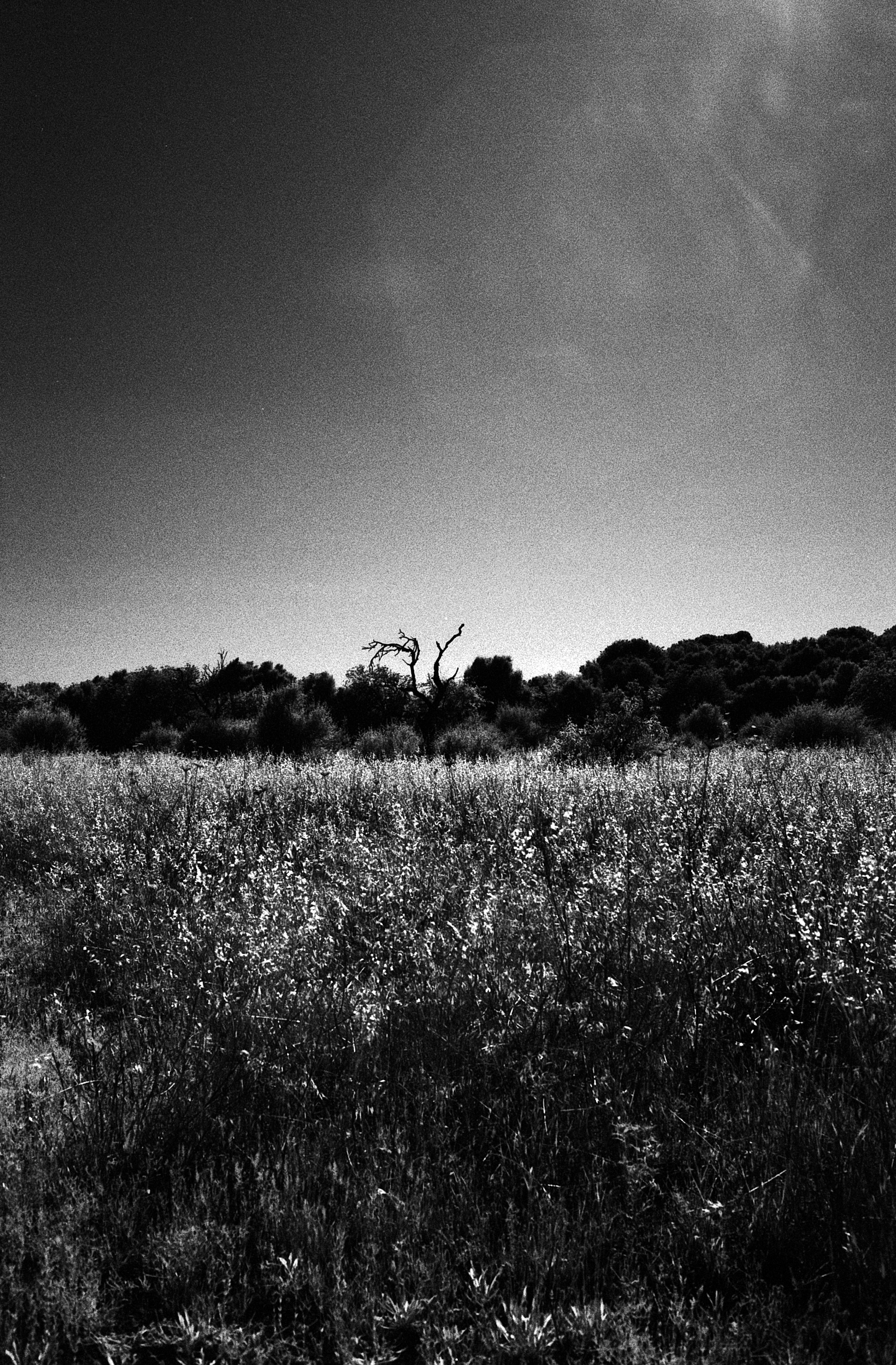Aldiaz 043 (Rolleir Infrared 400) 15.jpg