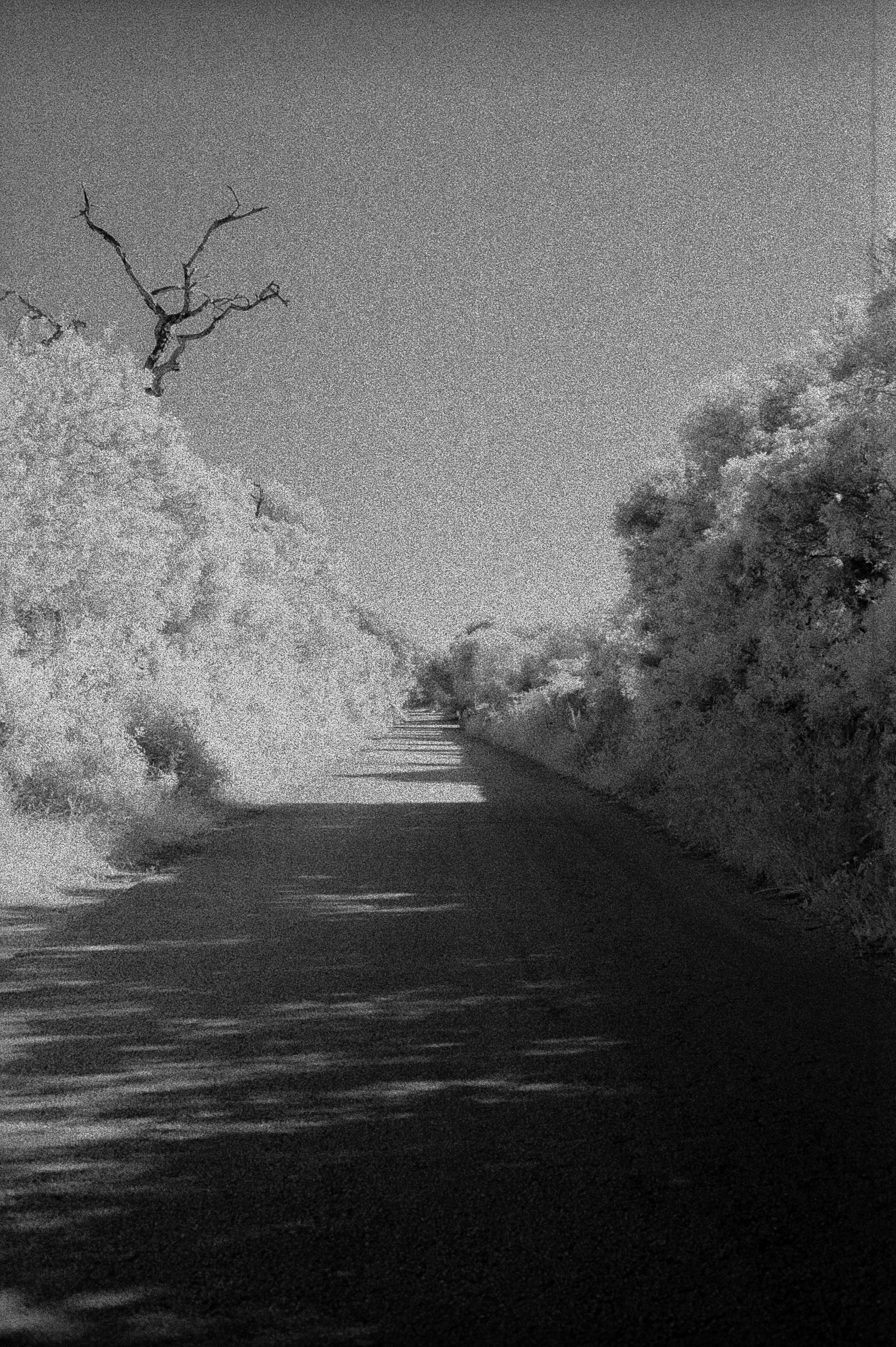 Aldiaz 043 (Rolleir Infrared 400) 23.jpg